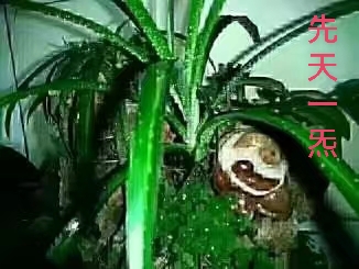 神光无限洪光身